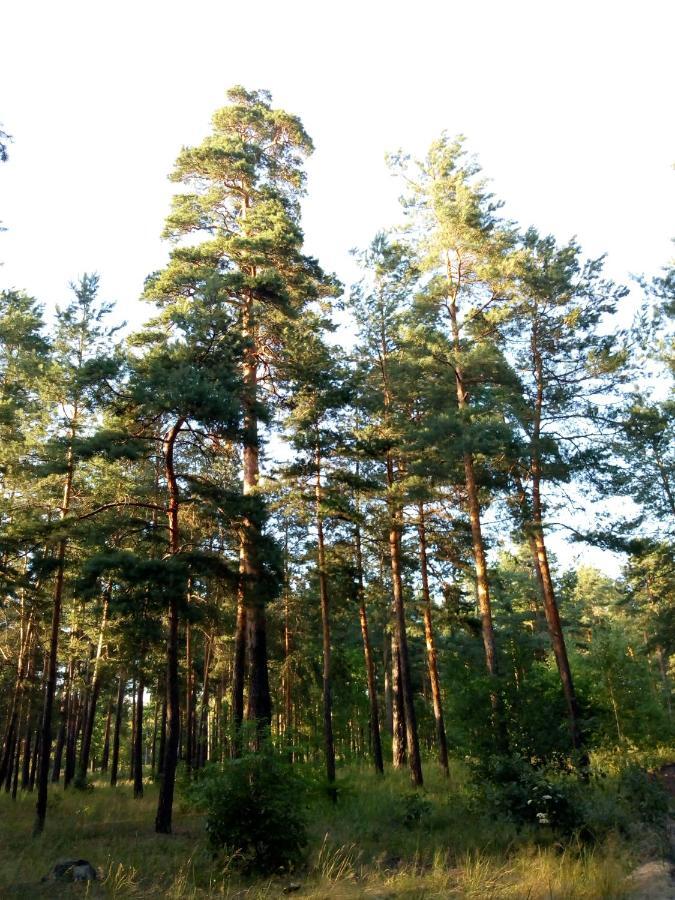 Forest Kyiv